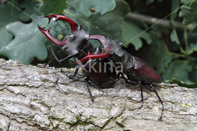 Vliegend hert (Lucanus cervus)