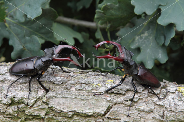 Vliegend hert (Lucanus cervus)