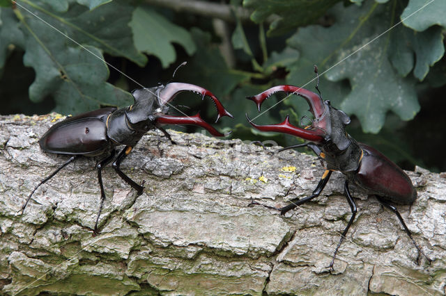 Vliegend hert (Lucanus cervus)