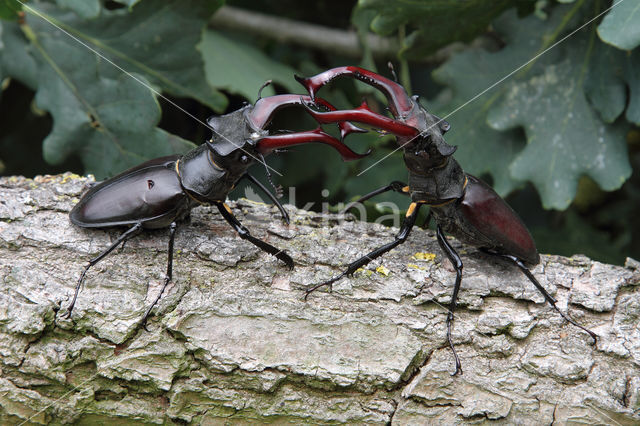 Vliegend hert (Lucanus cervus)