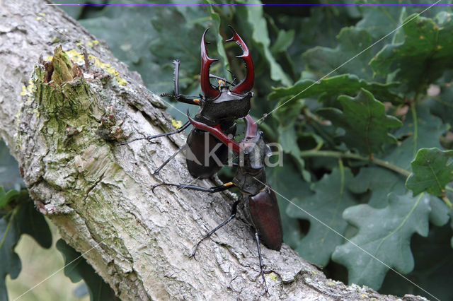 Vliegend hert (Lucanus cervus)