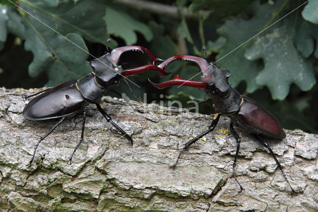 Vliegend hert (Lucanus cervus)