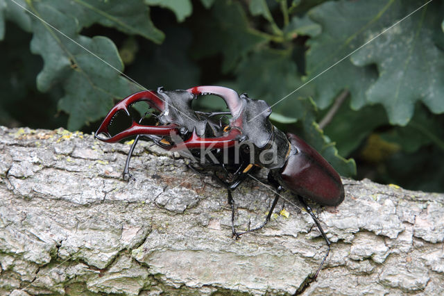 Vliegend hert (Lucanus cervus)