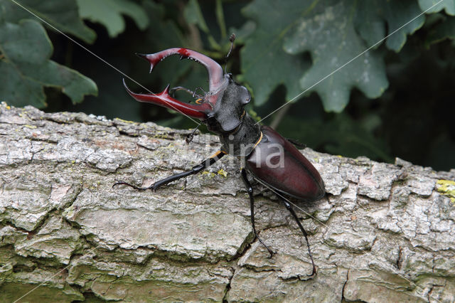 Vliegend hert (Lucanus cervus)