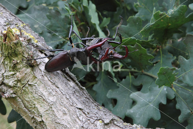 Vliegend hert (Lucanus cervus)