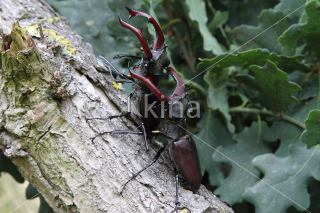 Vliegend hert (Lucanus cervus)