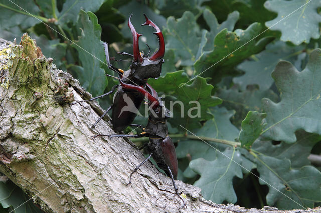 Vliegend hert (Lucanus cervus)