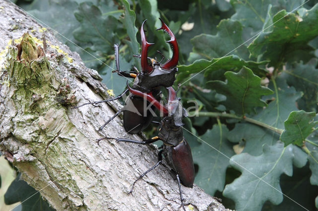 Vliegend hert (Lucanus cervus)