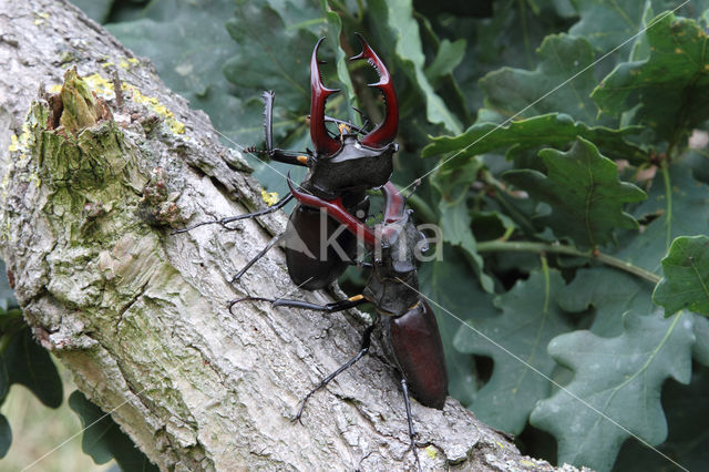 Vliegend hert (Lucanus cervus)