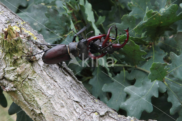 Vliegend hert (Lucanus cervus)