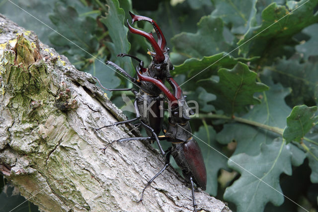 Vliegend hert (Lucanus cervus)