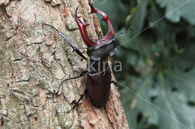 Vliegend hert (Lucanus cervus)