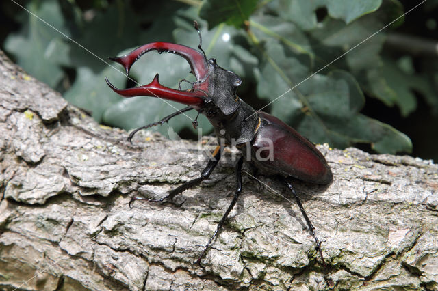 Vliegend hert (Lucanus cervus)