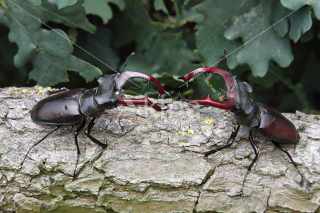 Vliegend hert (Lucanus cervus)