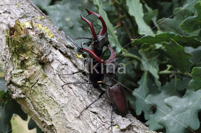 Vliegend hert (Lucanus cervus)