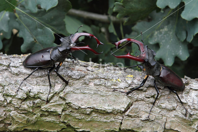 Vliegend hert (Lucanus cervus)