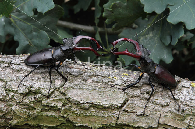 Vliegend hert (Lucanus cervus)