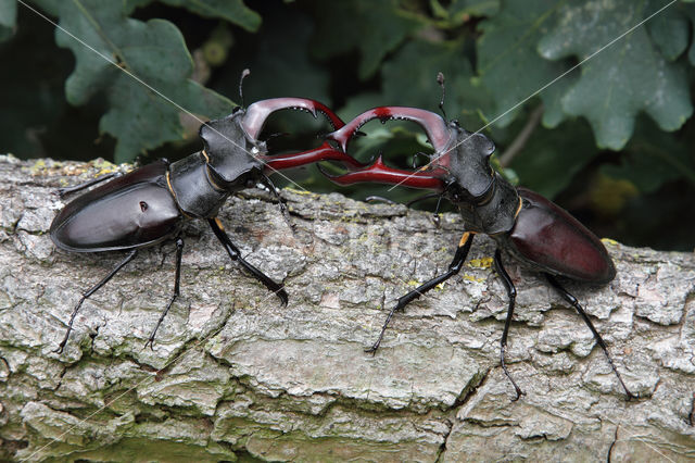 Vliegend hert (Lucanus cervus)