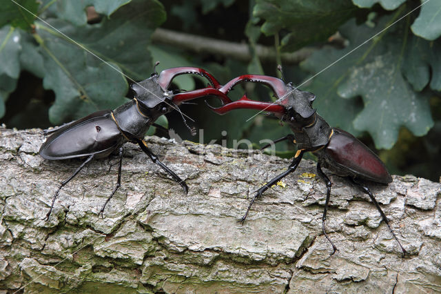 Vliegend hert (Lucanus cervus)