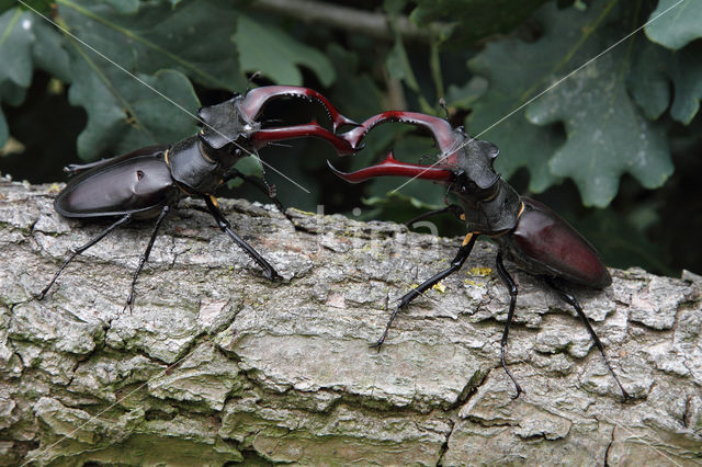 Vliegend hert (Lucanus cervus)