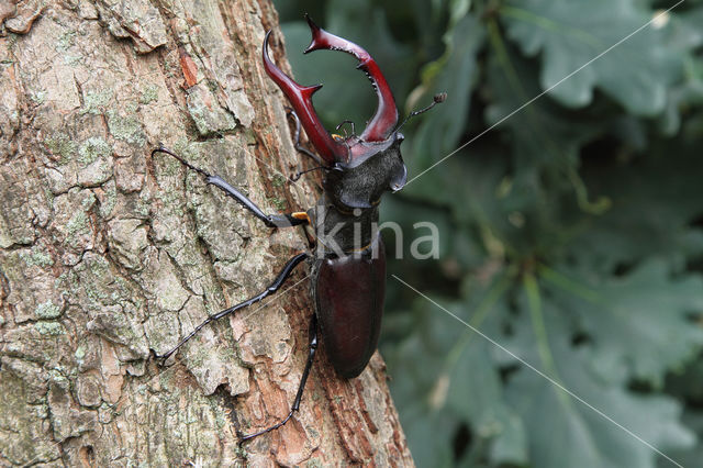 Vliegend hert (Lucanus cervus)