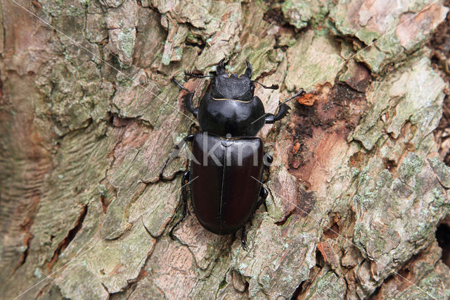 Vliegend hert (Lucanus cervus)