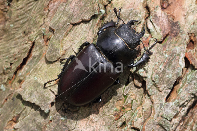 Stag Beetle (Lucanus cervus)