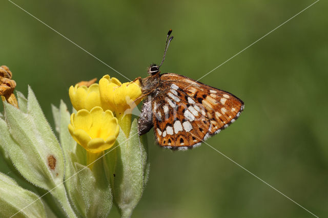 Sleutelbloemvlinder (Hamearis lucina)