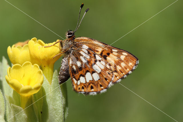 Sleutelbloemvlinder (Hamearis lucina)