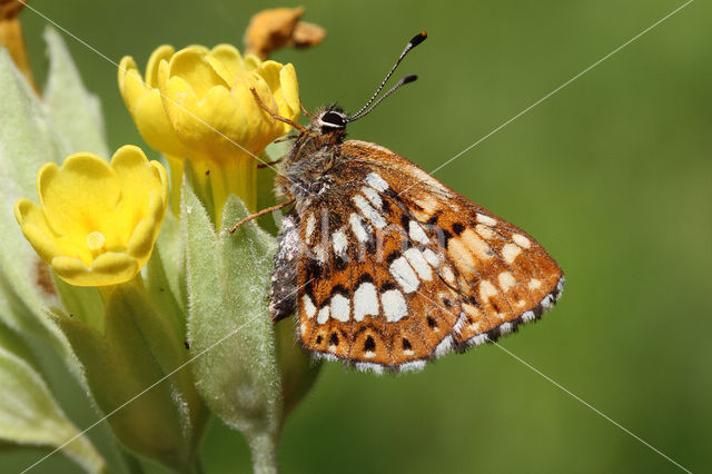 Sleutelbloemvlinder (Hamearis lucina)