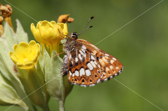 Sleutelbloemvlinder (Hamearis lucina)