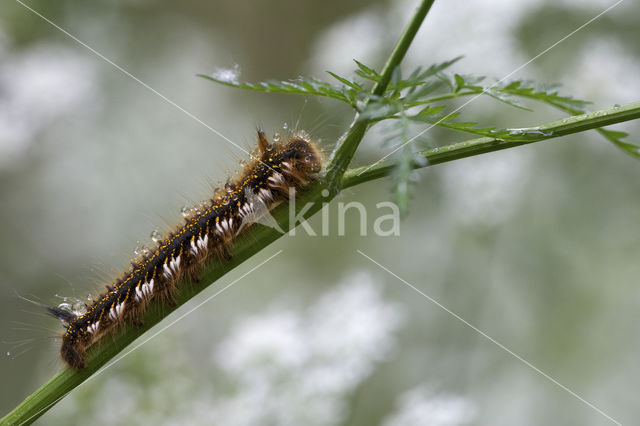 Rietvink (Euthrix potatoria)