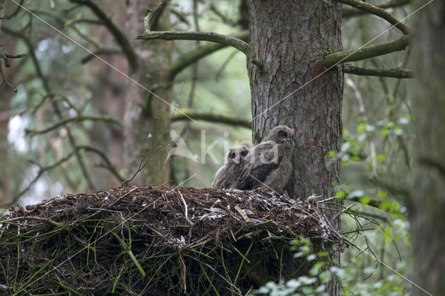 Eurasian Eagle-Owl (Bubo bubo)