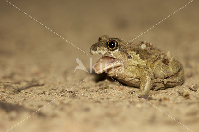 Common Spadefoot Toad (Pelobates fuscus)