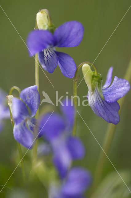 Bleeksporig bosviooltje (Viola riviniana)