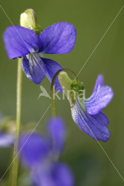 Bleeksporig bosviooltje (Viola riviniana)