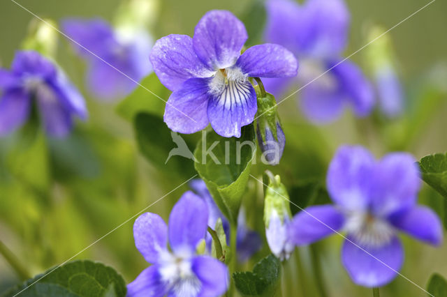 Bleeksporig bosviooltje (Viola riviniana)