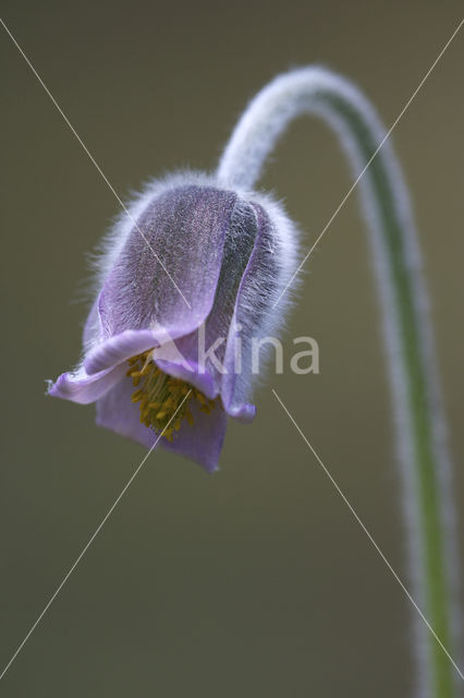 Knikkend wildemanskruid (Pulsatilla pratensis)