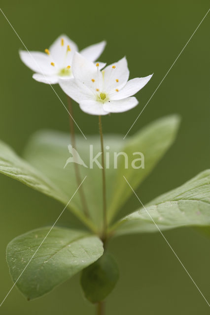 Chickweed Wintergreen (Trientalis europaea)