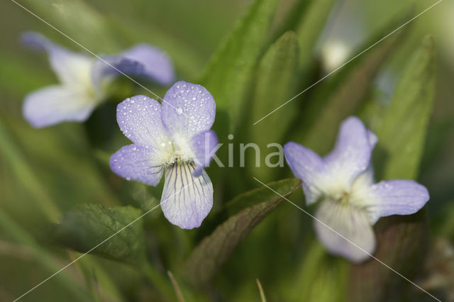 Melkviooltje (Viola persicifolia)