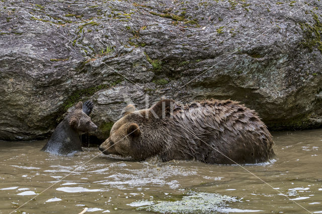 Ursus arctos arctos