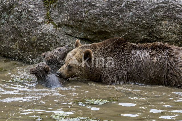 Ursus arctos arctos