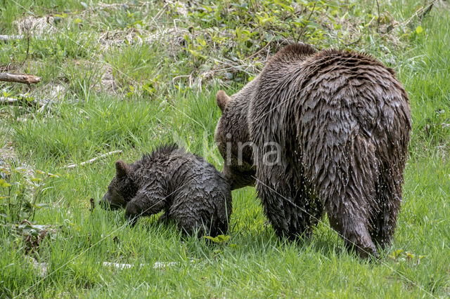 Ursus arctos arctos