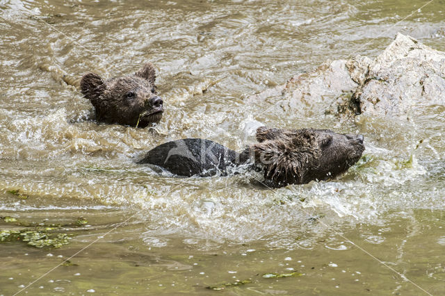 Ursus arctos arctos