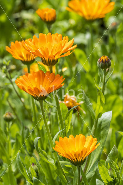 Tuingoudsbloem (Calendula officinalis)