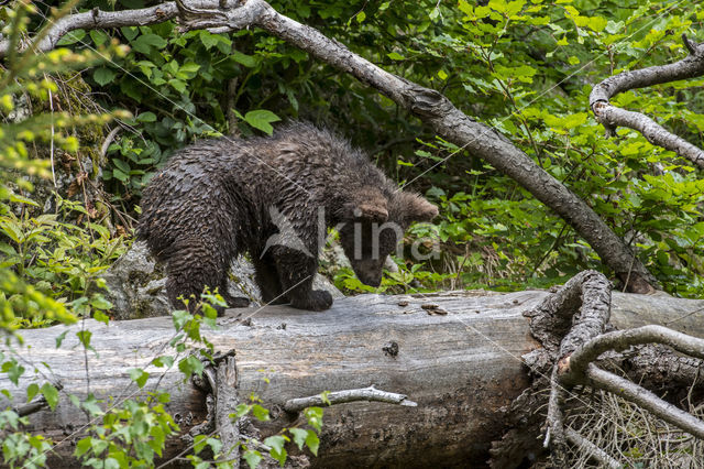 Brown Bear (Ursus arctos arctos)