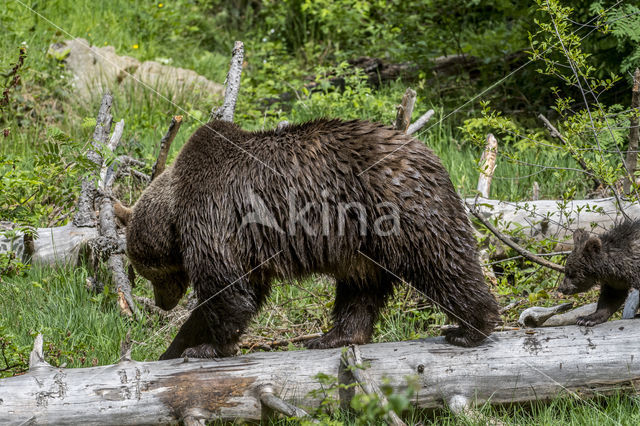 Ursus arctos arctos