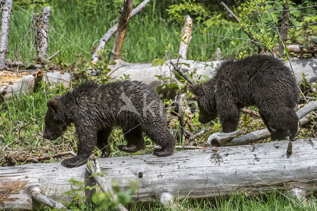 Ursus arctos arctos