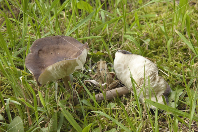 Kortstelige veldridderzwam (Melanoleuca brevipes)