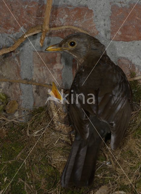 Merel (Turdus merula)